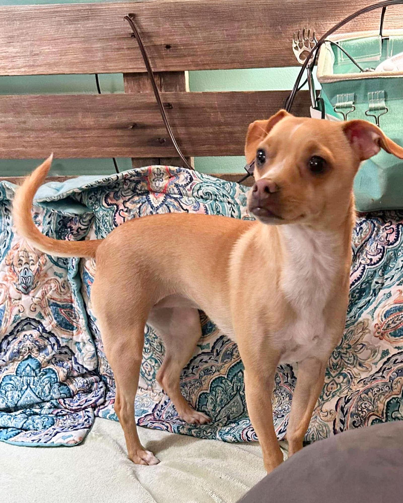 Peach, a Adoptable mixed breed in Corona, CA image 1/3