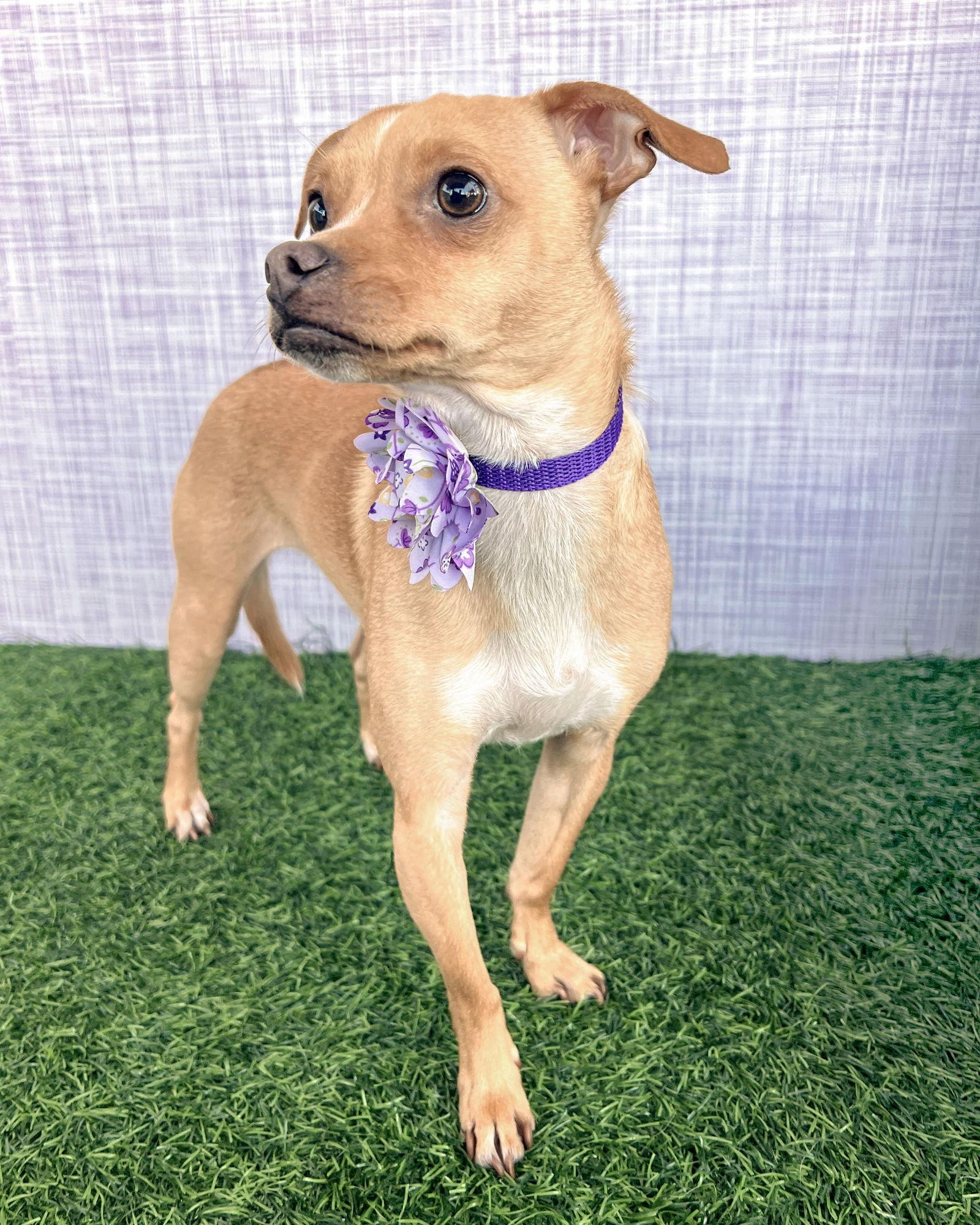 Peach, a Adoptable mixed breed in Corona, CA image 2/3