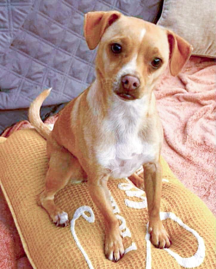 Peach, a Adoptable mixed breed in Corona, CA image 3/3