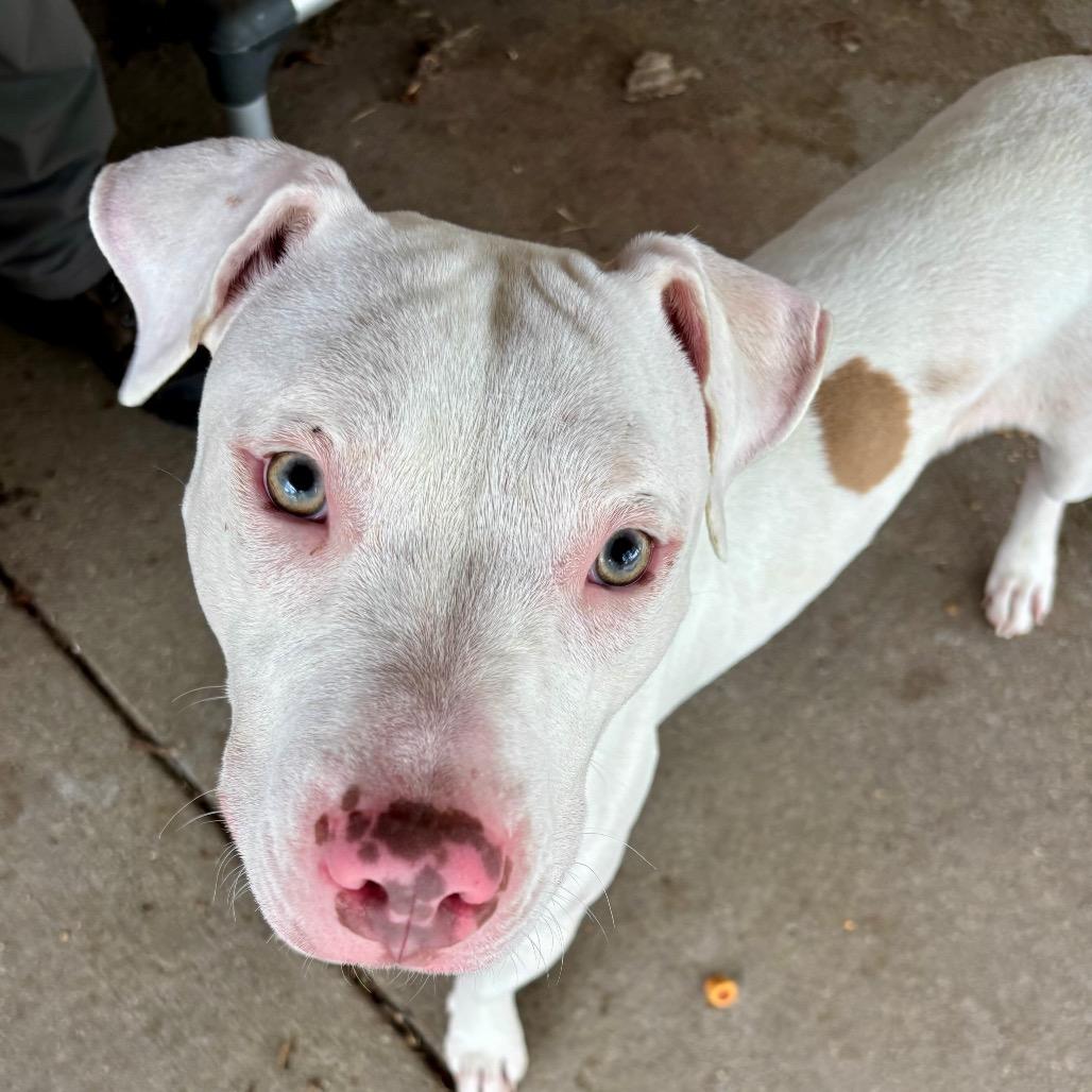 Dash, Adoptable, Young Male Mixed Breed.