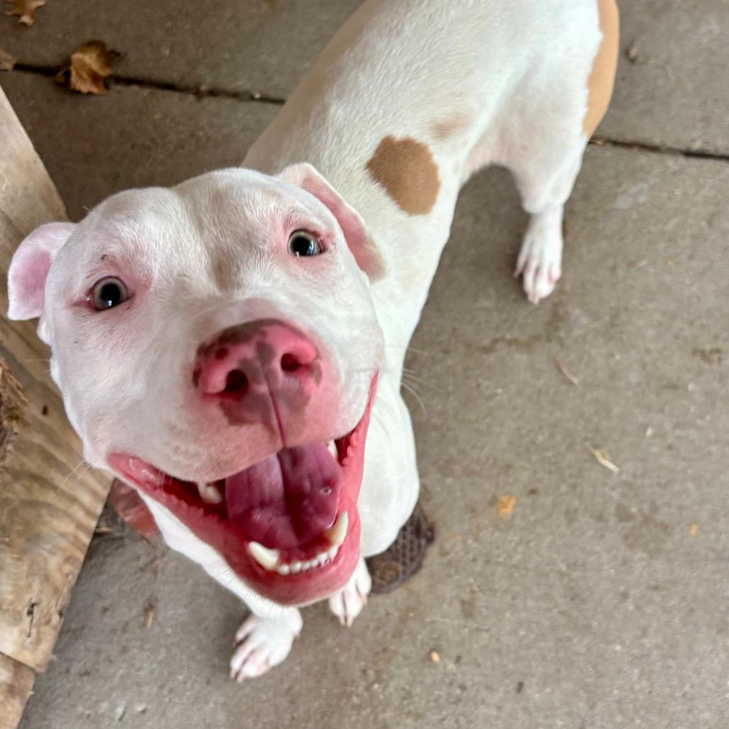 Enlarge Dash, a Adoptable Mixed Breed in Marion, IL image 3/5