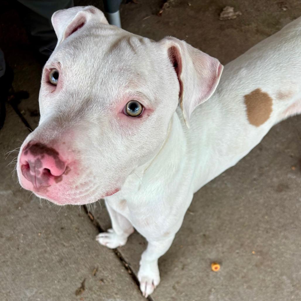 Enlarge Dash, a Adoptable Mixed Breed in Marion, IL image 4/5