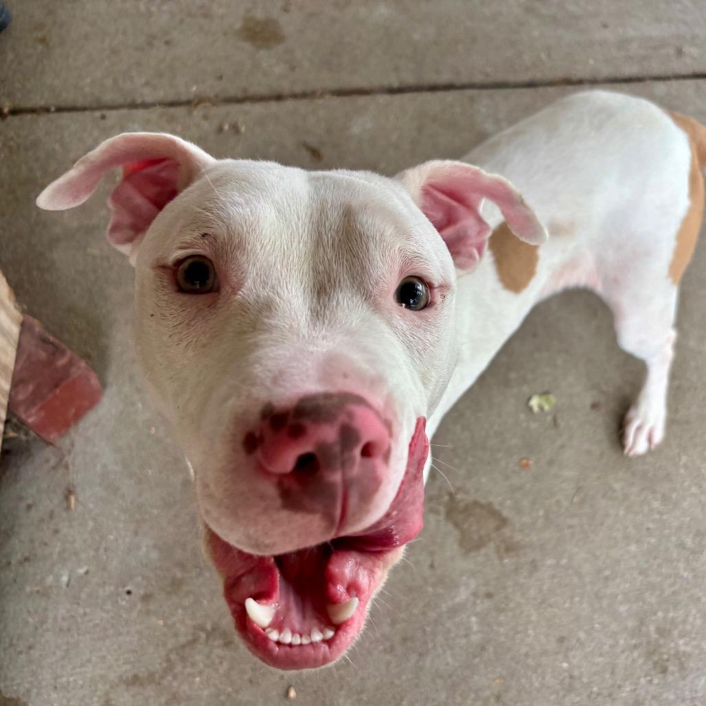 Enlarge Dash, a Adoptable Mixed Breed in Marion, IL image 5/5