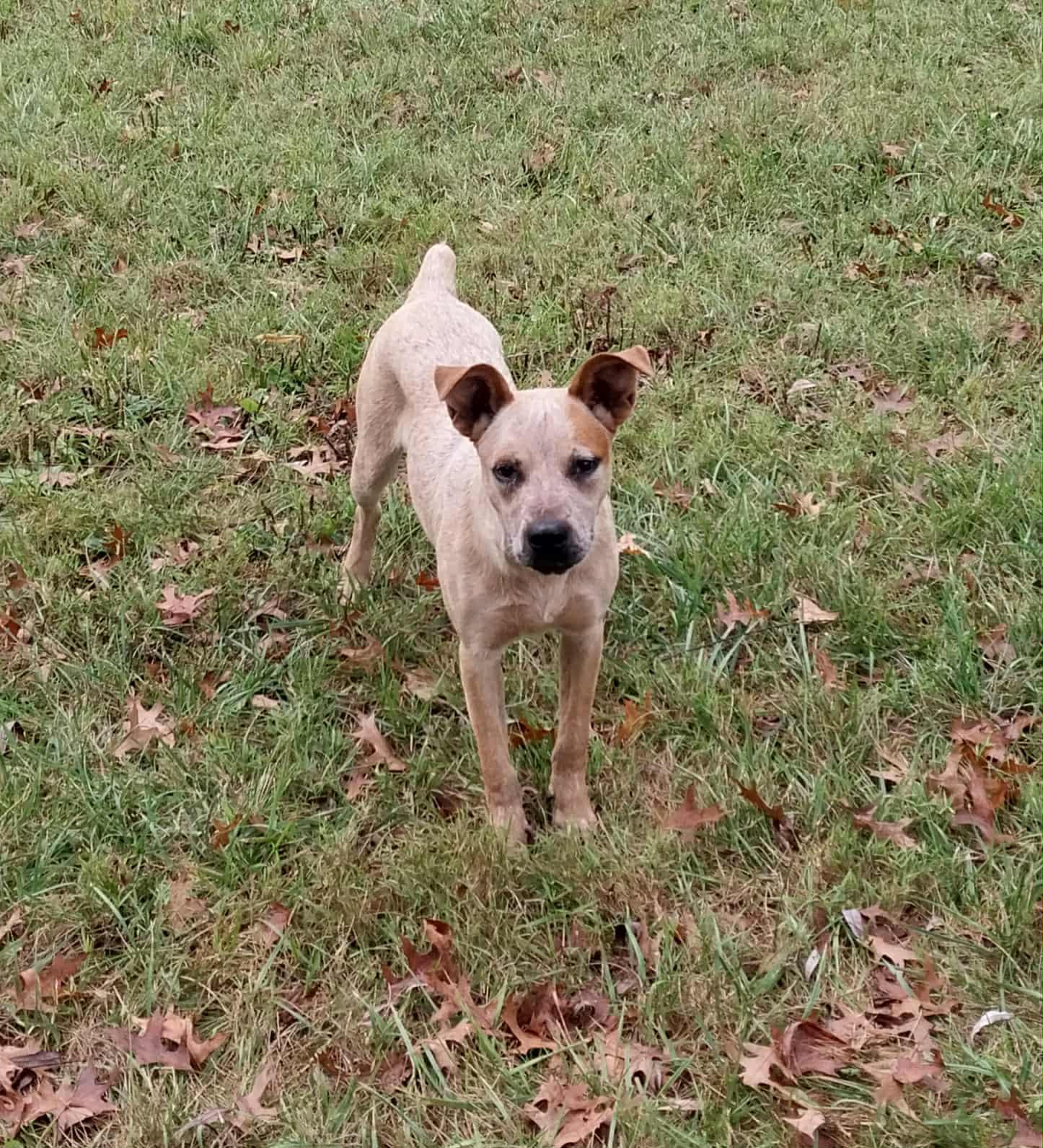 Bingo, Adoptable, Young Female Australian Cattle Dog / Blue Heeler.