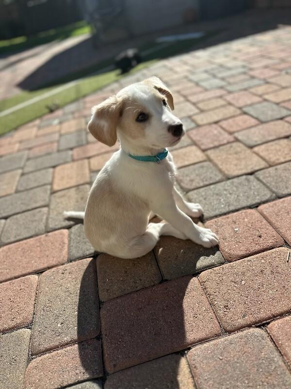 Bambino, Adoptable, Young Male Cocker Spaniel.