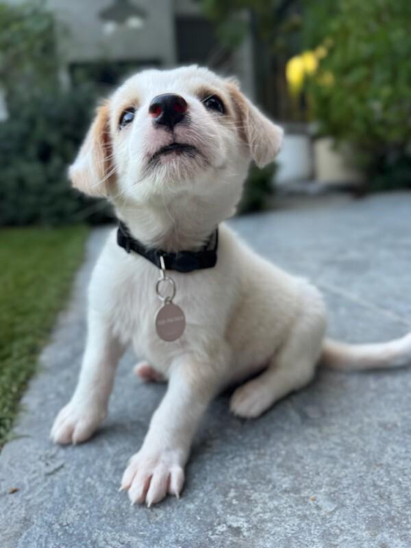 Enlarge Bambino, a Adoptable Cocker Spaniel in Manhattan Beach, CA image 2/6