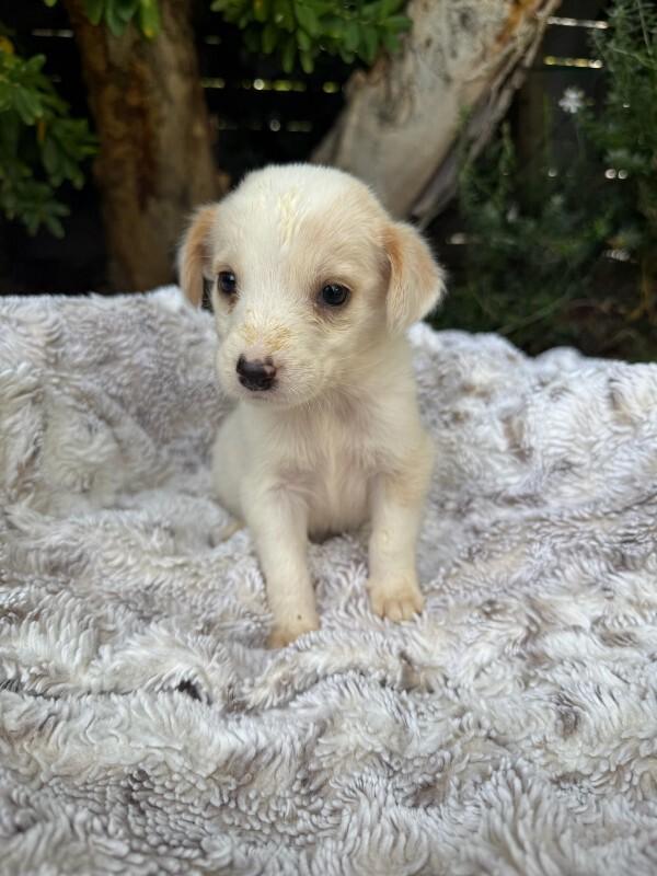 Enlarge Bambino, a Adoptable Cocker Spaniel in Manhattan Beach, CA image 5/6