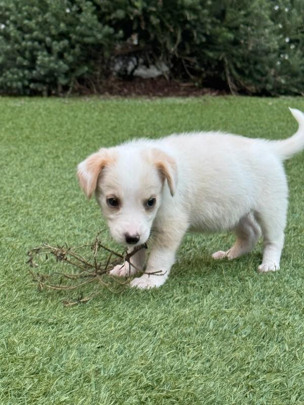 Enlarge Bambino, a Adoptable Cocker Spaniel in Manhattan Beach, CA image 6/6