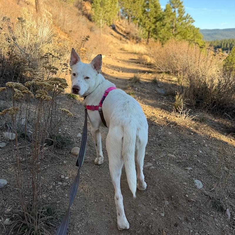 Paloma, a ADOPTABLE Mixed Breed in Truckee, CA image 1/4
