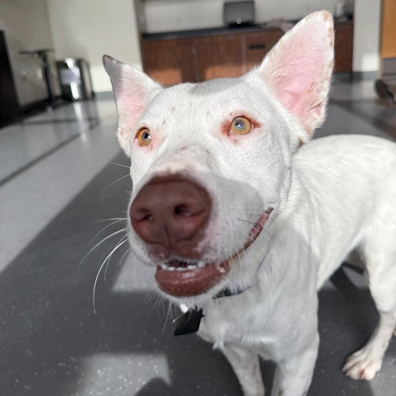 Paloma, a ADOPTABLE Mixed Breed in Truckee, CA image 2/4