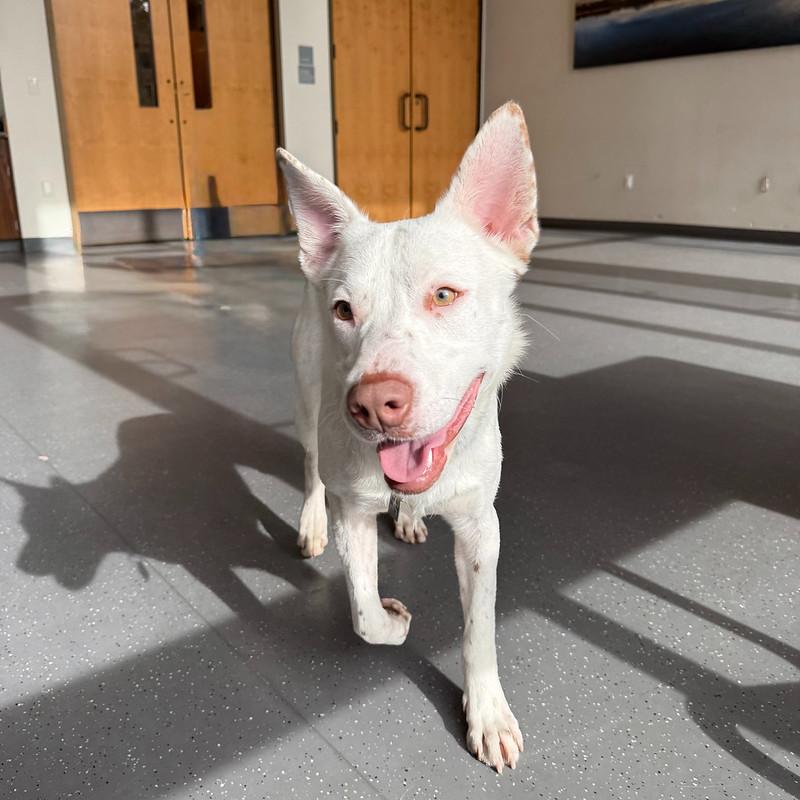 Paloma, ADOPTABLE, Young Female Mixed Breed.