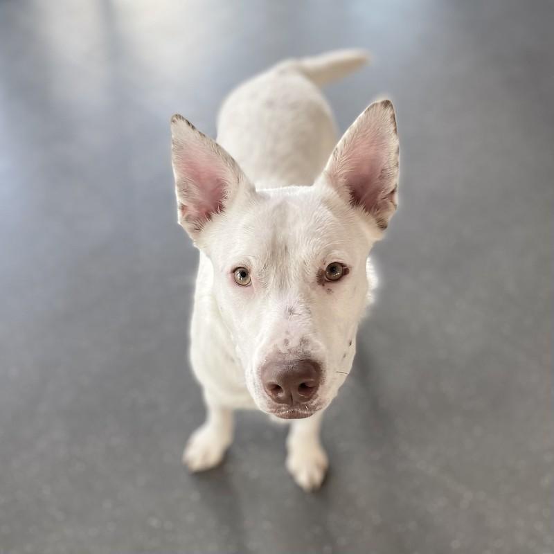 Paloma, a ADOPTABLE Mixed Breed in Truckee, CA image 4/4