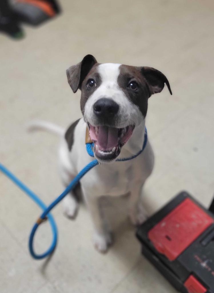 Enlarge Ghost Bob, a Adoptable mixed breed in Chillicothe, OH image 1/1