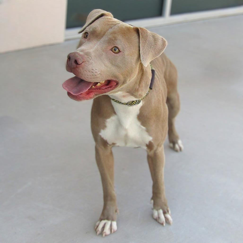 Enlarge Reece - PAWS, a Adoptable Mixed Breed in Las Cruces, NM image 1/6