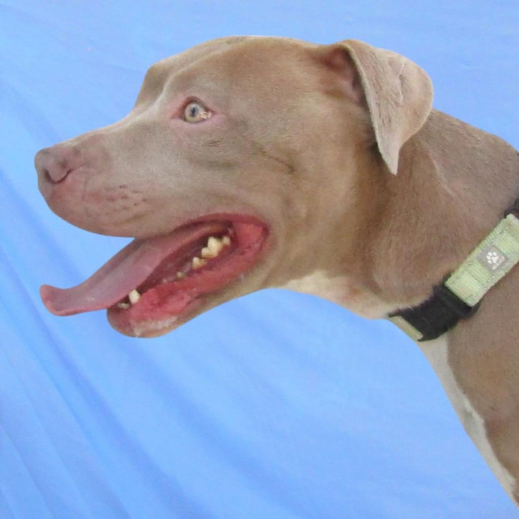 Enlarge Reece - PAWS, a Adoptable Mixed Breed in Las Cruces, NM image 2/6