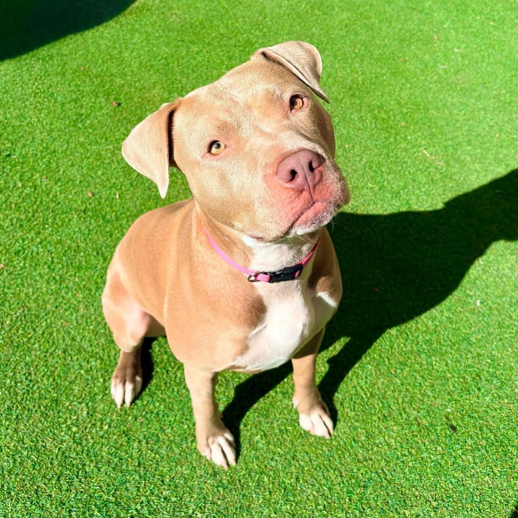 Enlarge Reece - PAWS, a Adoptable Mixed Breed in Las Cruces, NM image 3/6