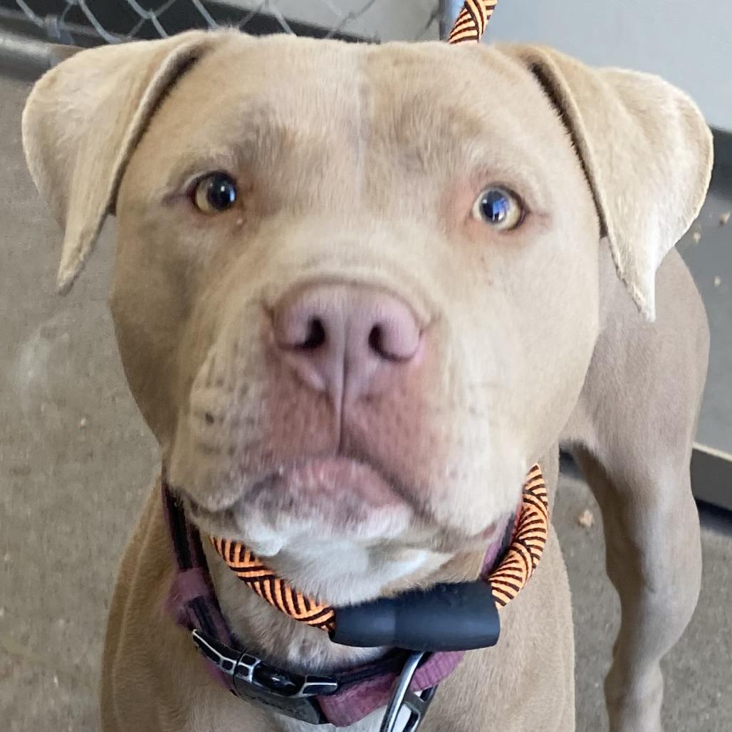 Enlarge Reece - PAWS, a Adoptable Mixed Breed in Las Cruces, NM image 3/6