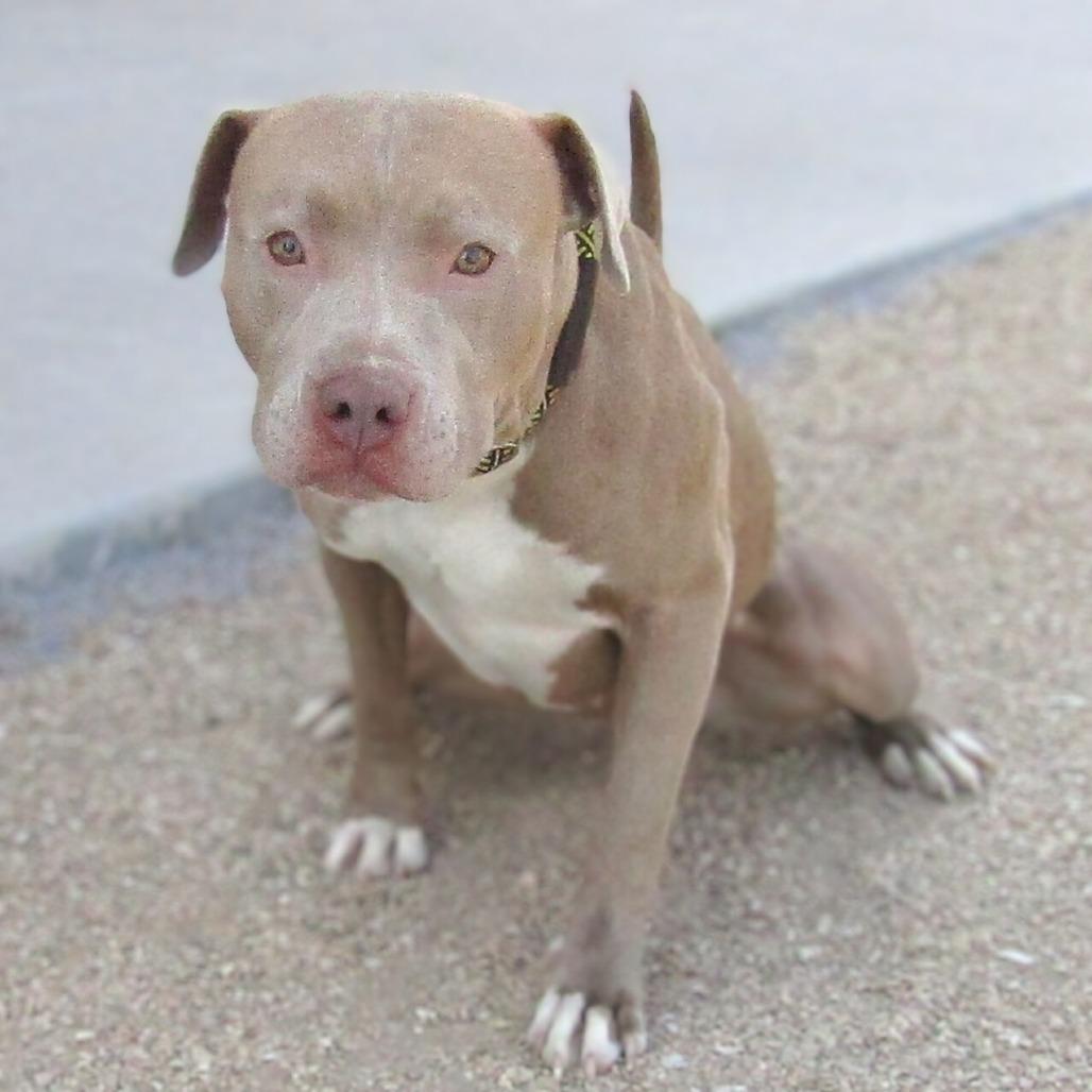 Enlarge Reece - PAWS, a Adoptable Mixed Breed in Las Cruces, NM image 4/6