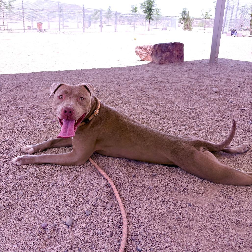 Enlarge Reece - PAWS, a Adoptable Mixed Breed in Las Cruces, NM image 5/6
