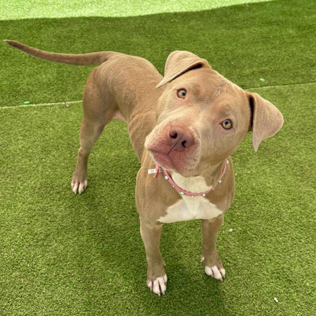 Enlarge Reece - PAWS, a Adoptable Mixed Breed in Las Cruces, NM image 6/6