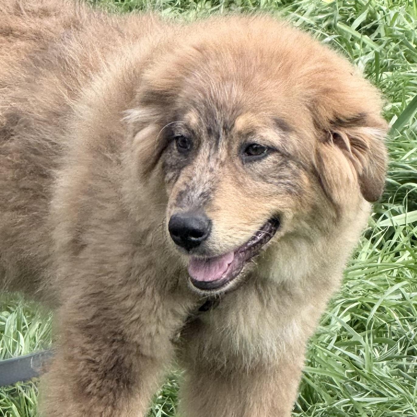 Enlarge Clover, an adopted mixed breed in Fishkill, NY image 1/4