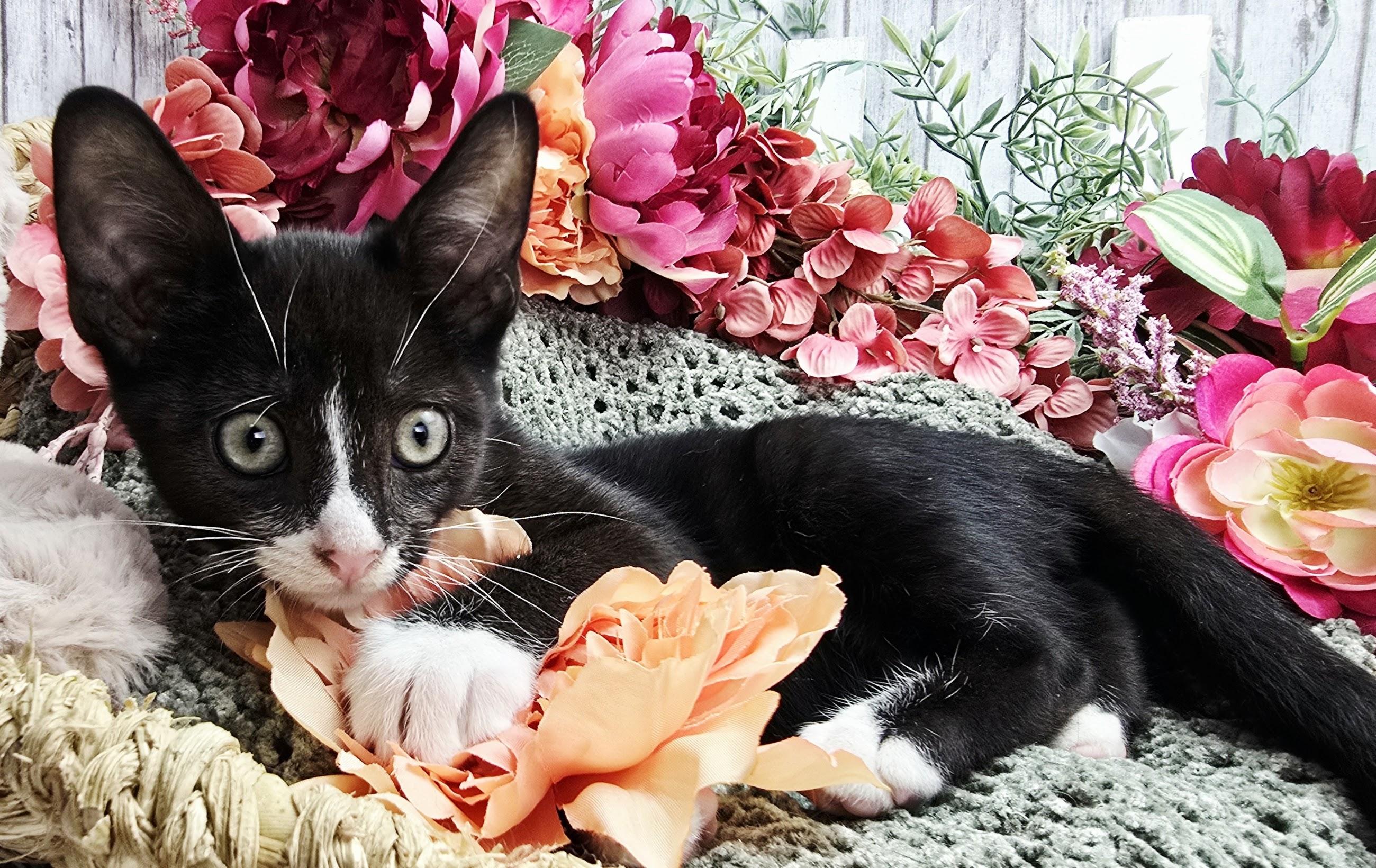 Enlarge Vinnie AKA My Cousin Vinnie, a Adoptable Domestic Short Hair in Hagerstown, MD image 4/5