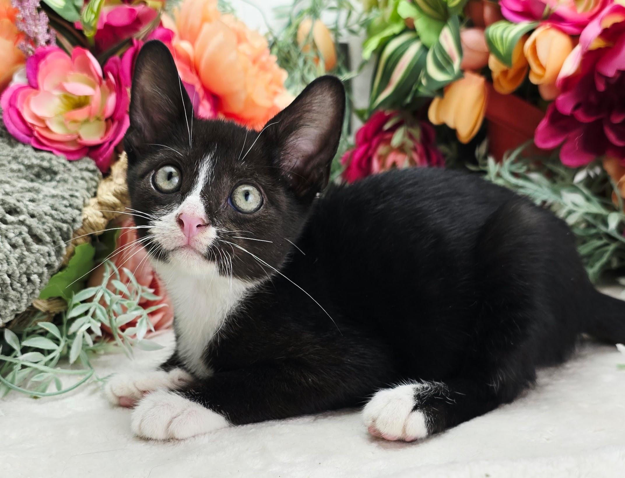 Vinnie AKA My Cousin Vinnie, Adoptable, Kitten Male Domestic Short Hair.