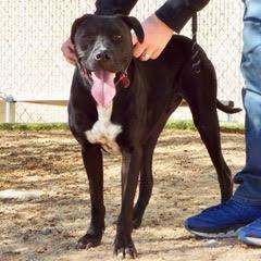 Enlarge Sancho, a Adoptable American Staffordshire Terrier in Green Valley, AZ image 7/10