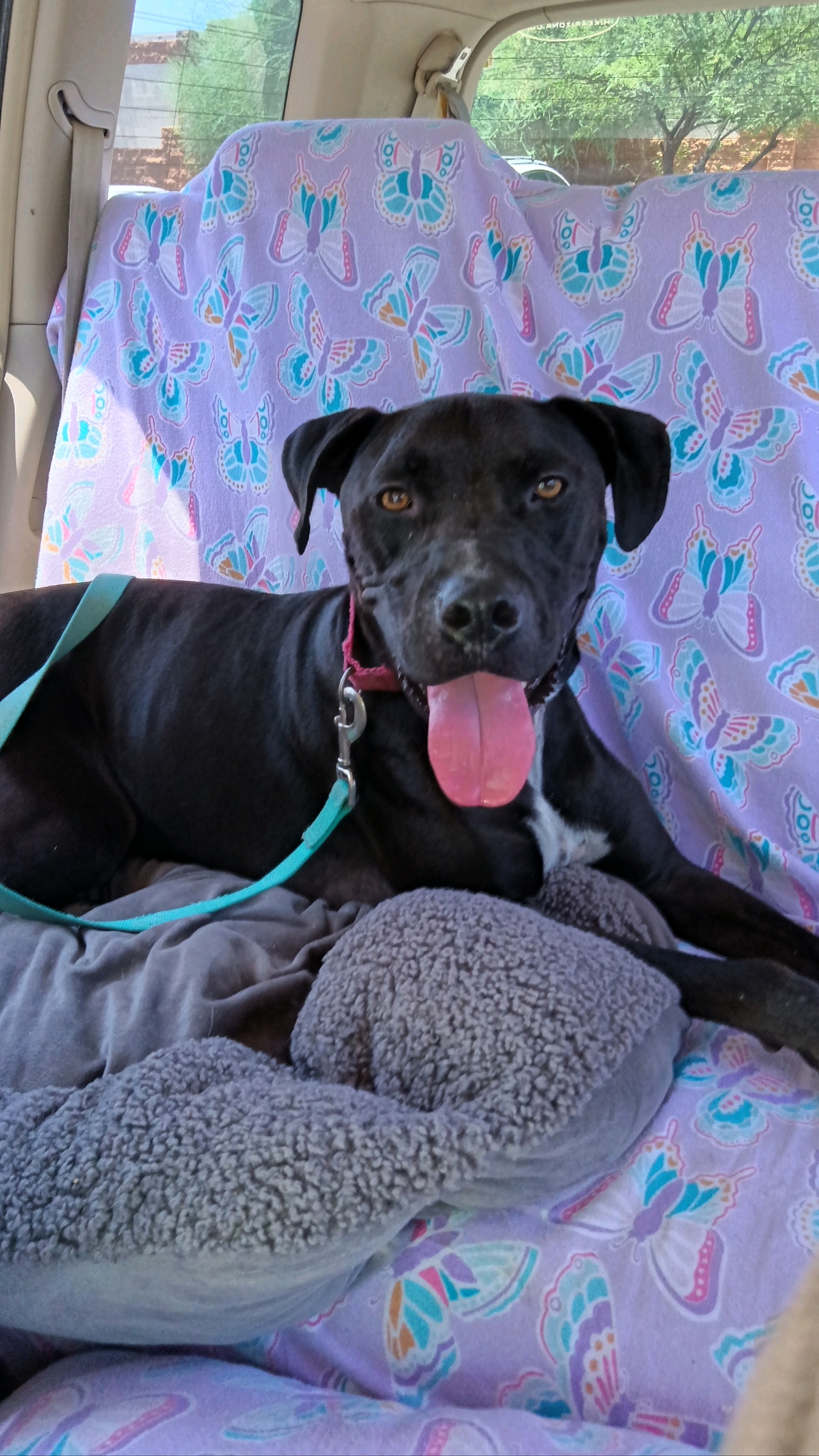 Enlarge Sancho, a Adoptable American Staffordshire Terrier in Green Valley, AZ image 8/10