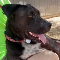 Sancho, a Adoptable American Staffordshire Terrier in Green Valley, AZ image 1/10