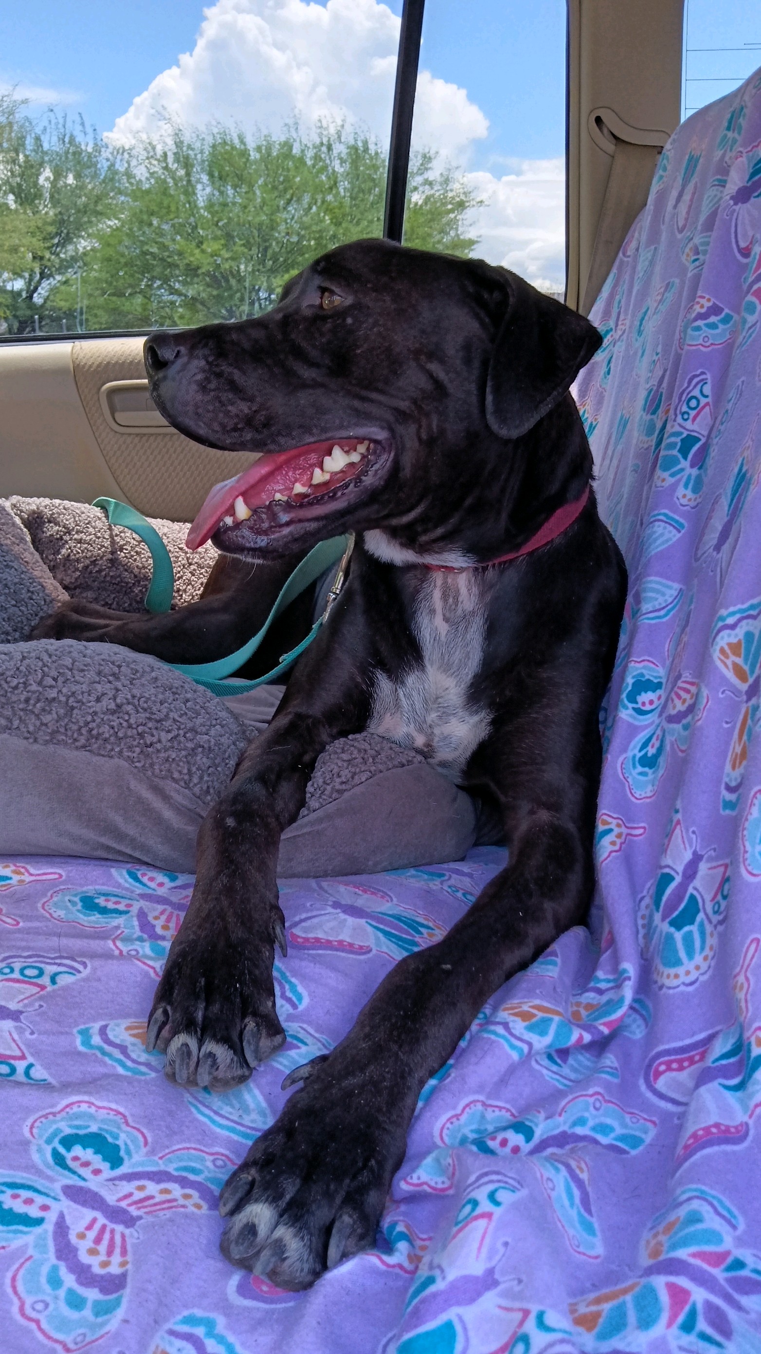 Sancho, a Adoptable American Staffordshire Terrier in Green Valley, AZ image 6/10