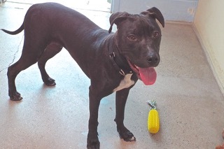 Enlarge Sancho, a Adoptable American Staffordshire Terrier in Green Valley, AZ image 10/10