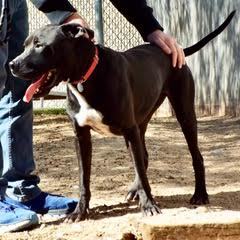 Enlarge Sancho, a Adoptable American Staffordshire Terrier in Green Valley, AZ image 9/10