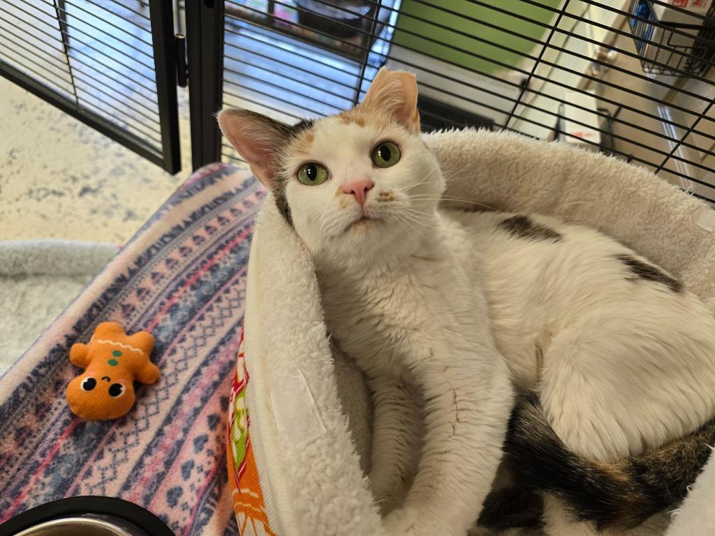 Georgina, Adoptable, Adult Female Domestic Short Hair.