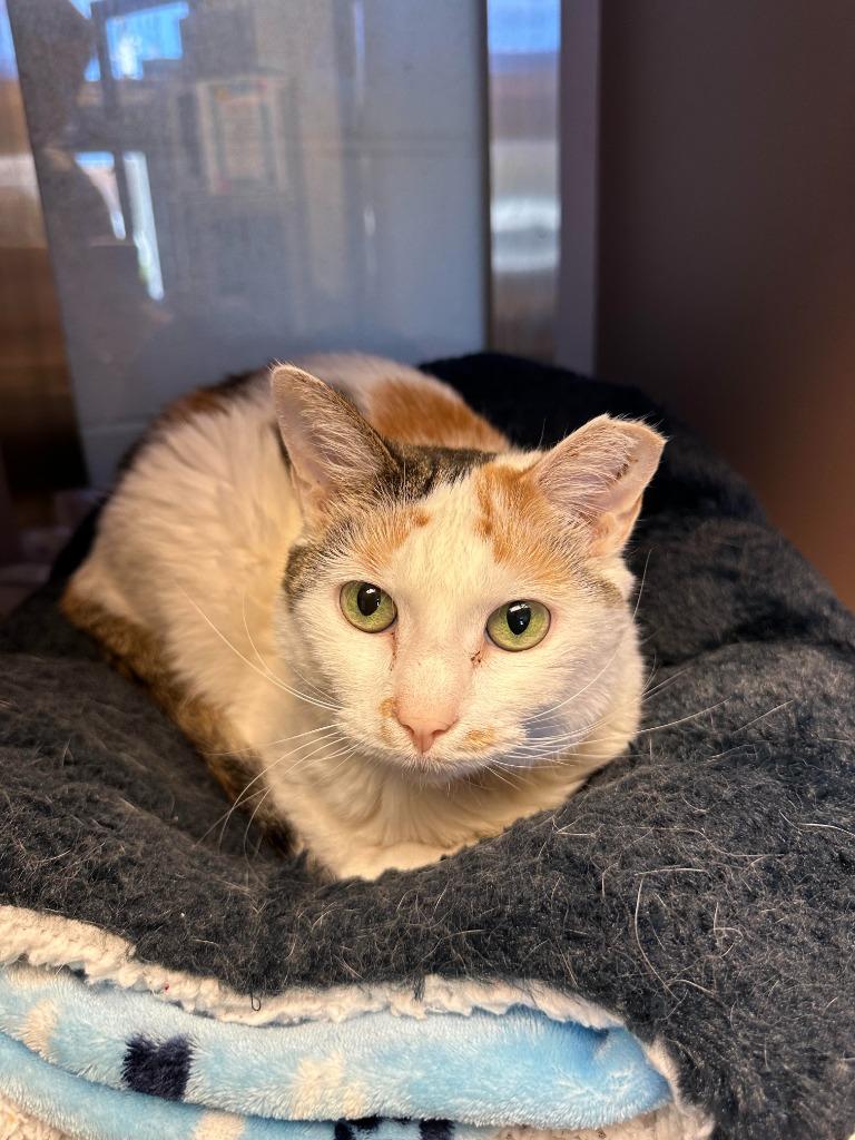 Enlarge Georgina, a Adoptable mixed breed in Blountville, TN image 1/6