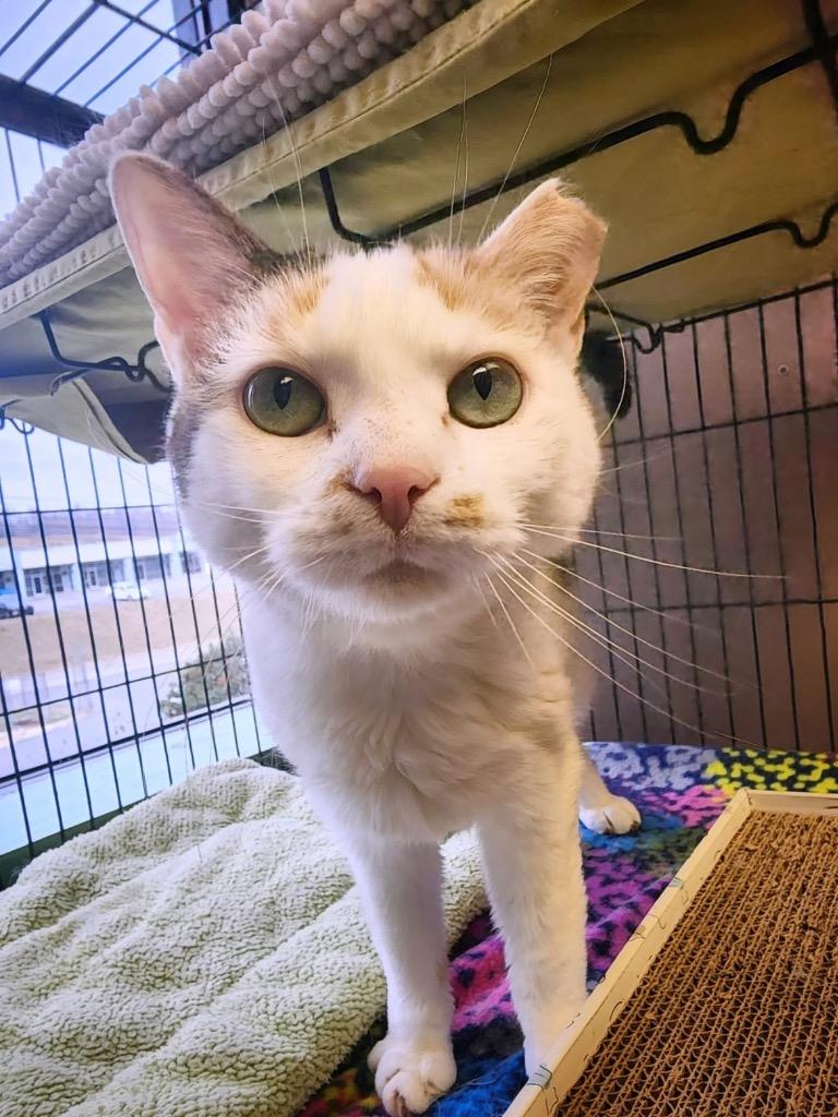 Georgina, Adoptable, Adult Female Domestic Short Hair.