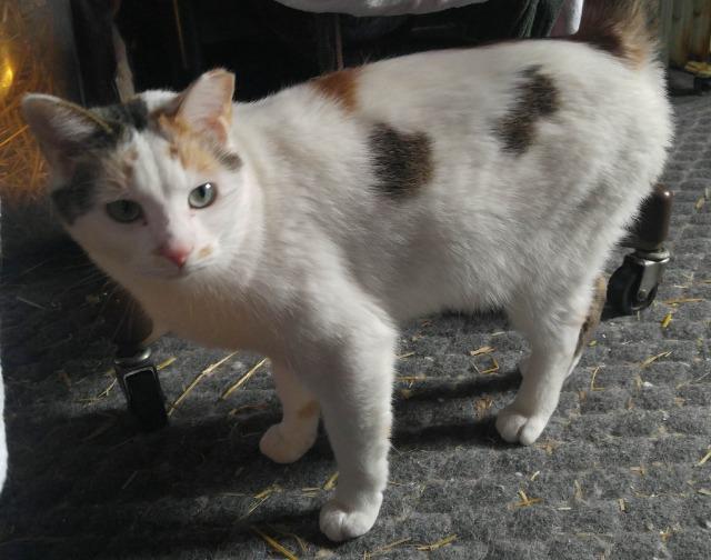 Georgina, a Adoptable mixed breed in Blountville, TN image 3/6