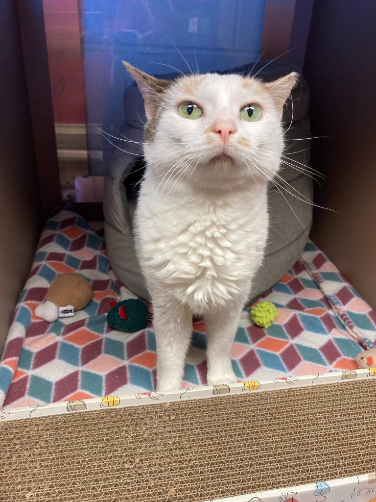 Enlarge Georgina, a Adoptable mixed breed in Blountville, TN image 5/6