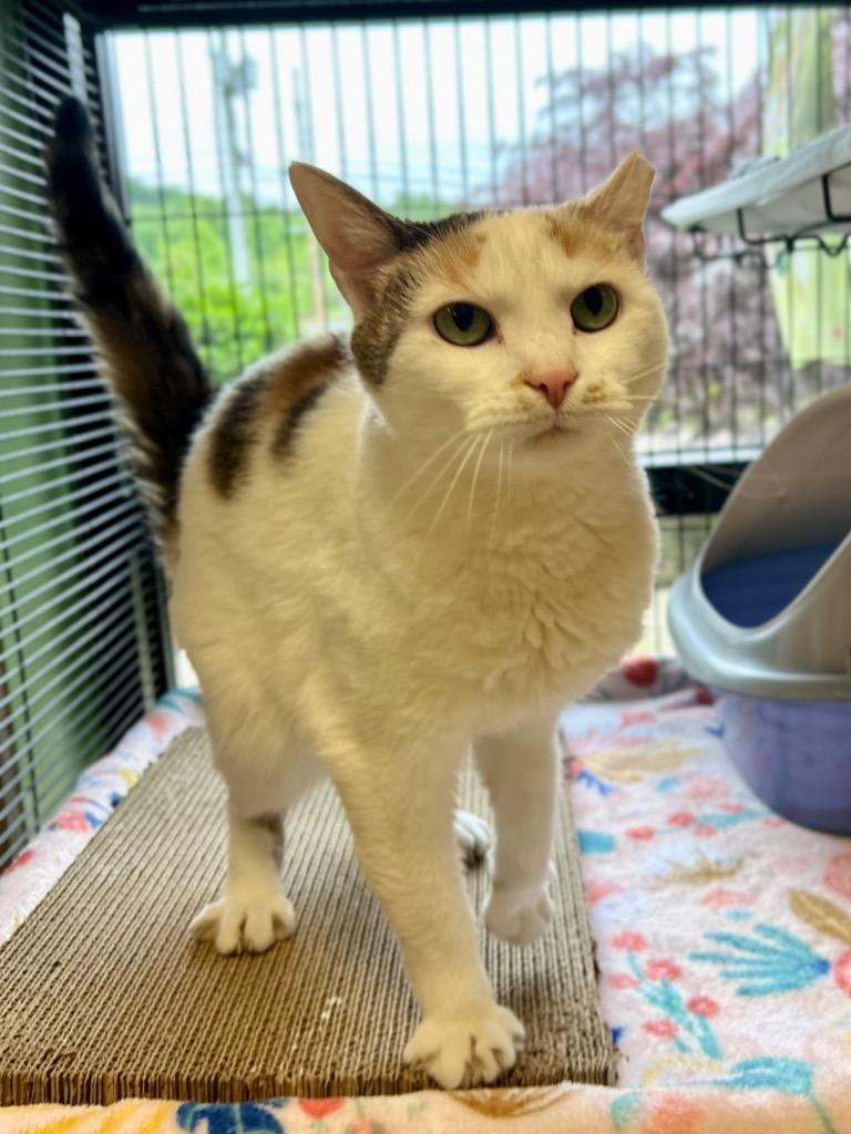 Enlarge Georgina, a Adoptable mixed breed in Blountville, TN image 6/6