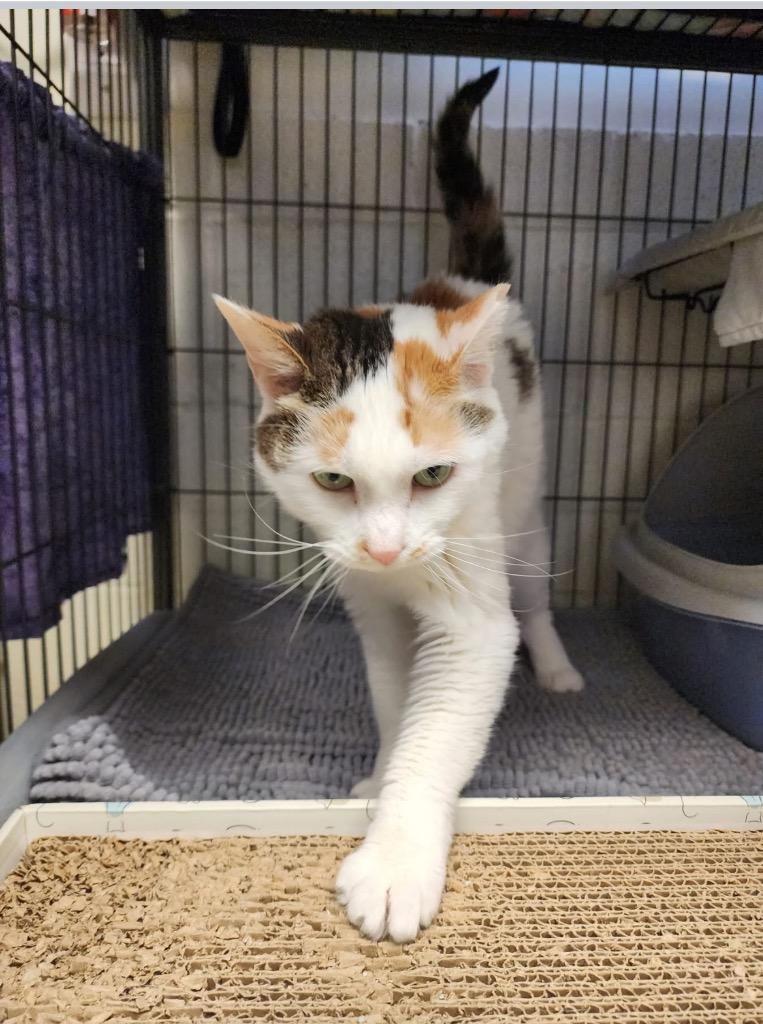 Enlarge Georgina, a Adoptable mixed breed in Blountville, TN image 6/6