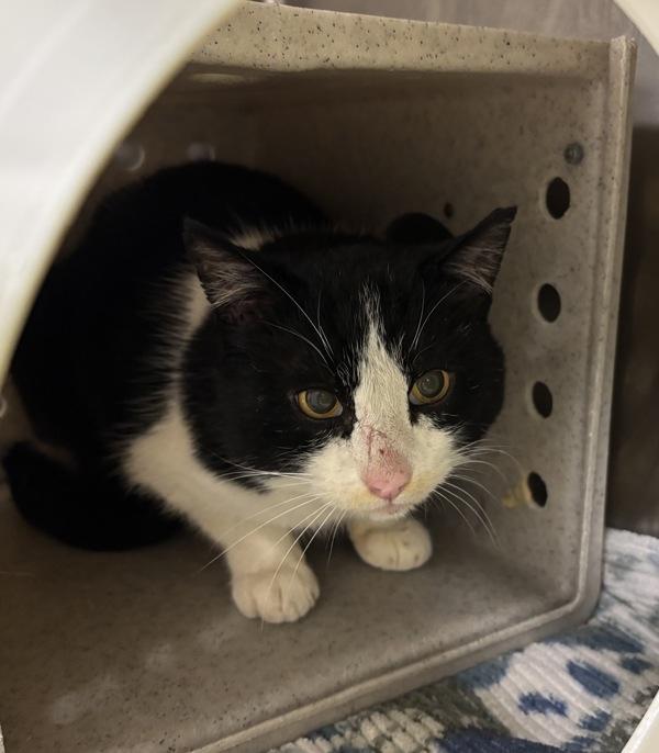 Enlarge Carmine - Working Cat, a Adoptable mixed breed in Silverdale, WA image 1/1