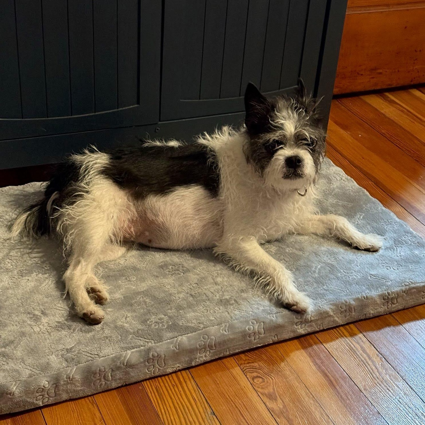 Enlarge Moxie, a Adoptable mixed breed in Hopkinton, MA image 6/6