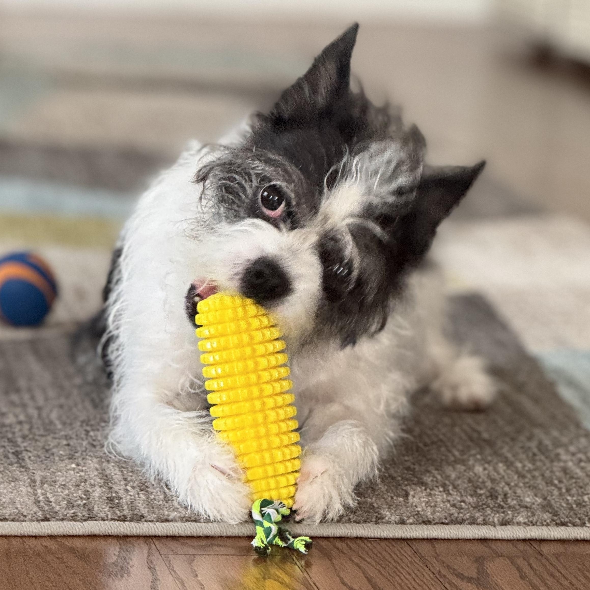 Enlarge Moxie, a Adoptable mixed breed in Hopkinton, MA image 2/6