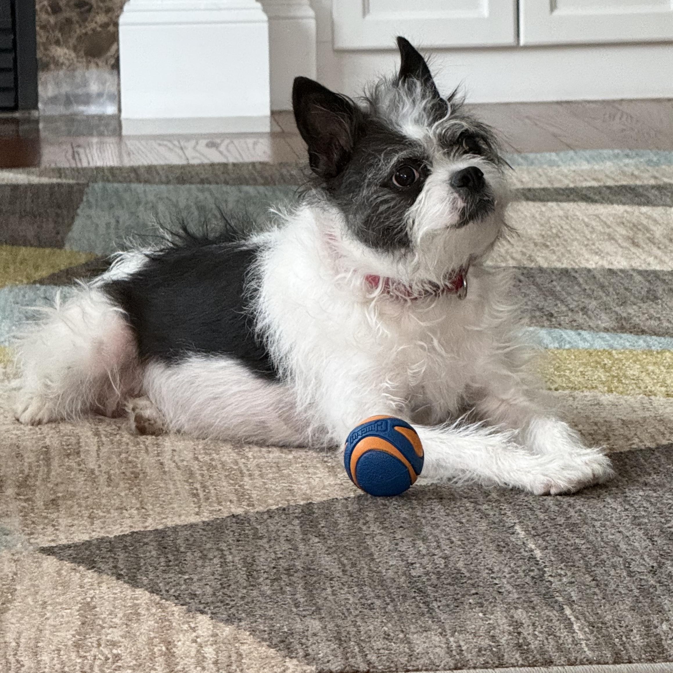 Enlarge Moxie, a Adoptable mixed breed in Hopkinton, MA image 1/6