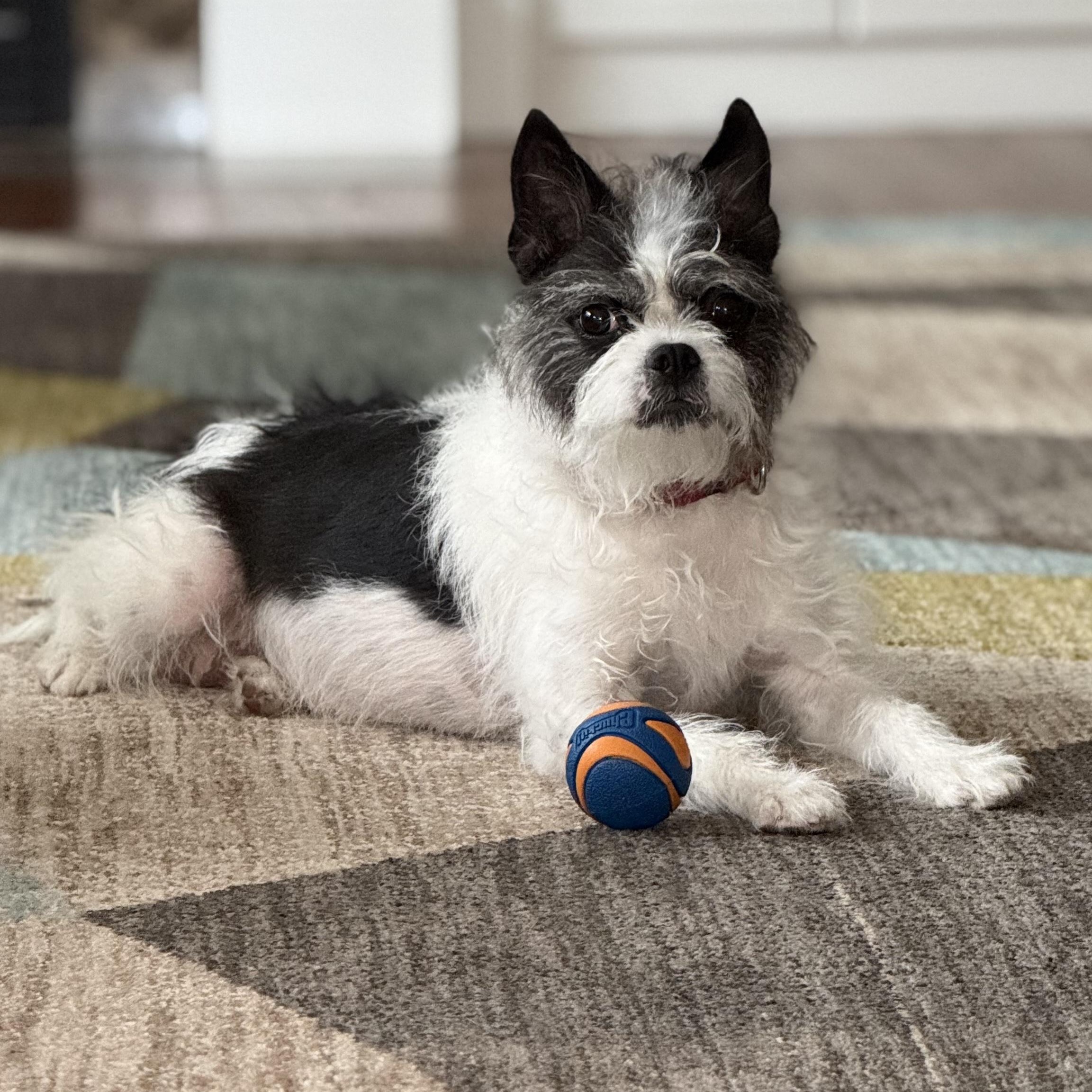 Enlarge Moxie, a Adoptable mixed breed in Hopkinton, MA image 3/6