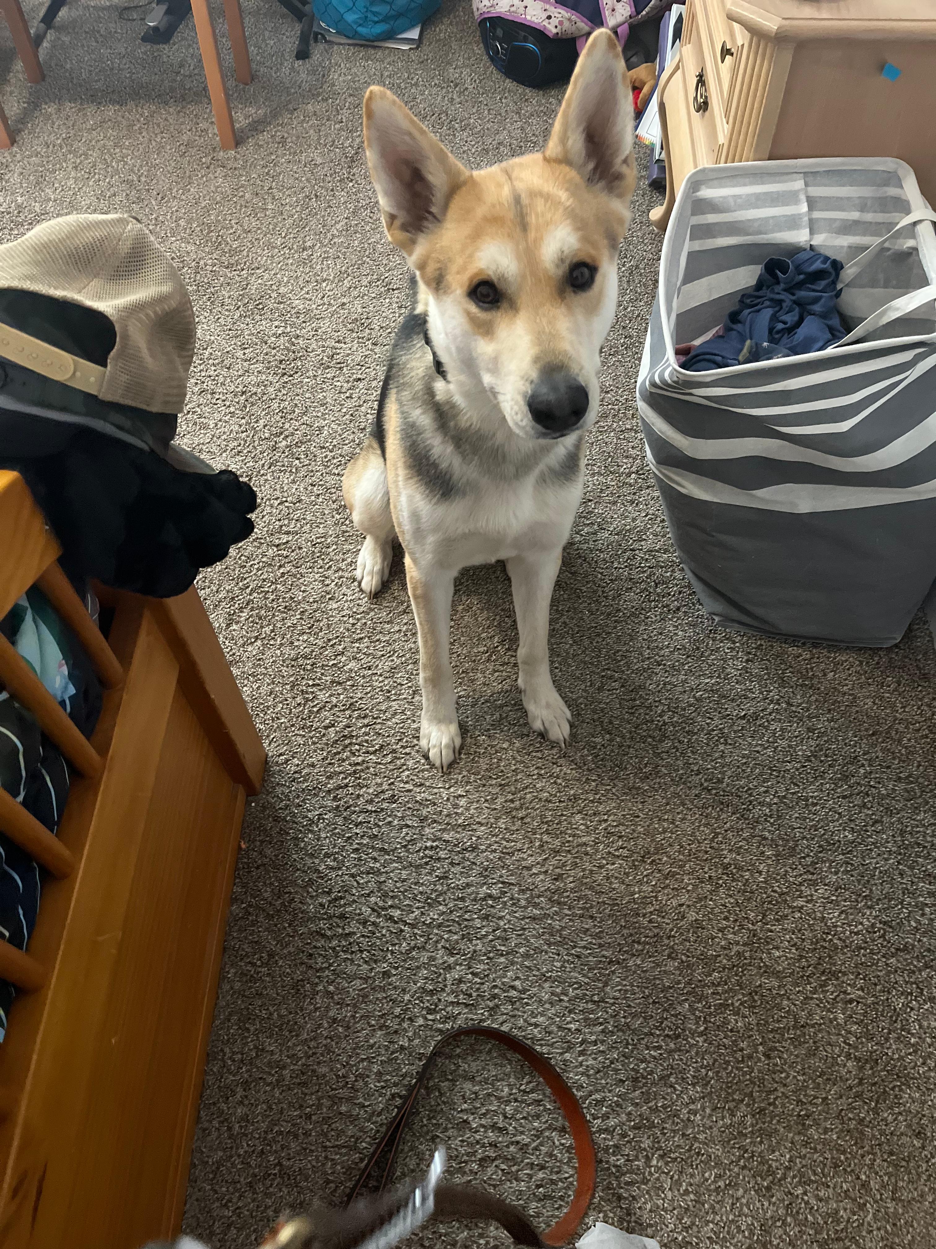 Enlarge Finn, a Adoptable German Shepherd Dog in Coarsegold, CA image 2/6