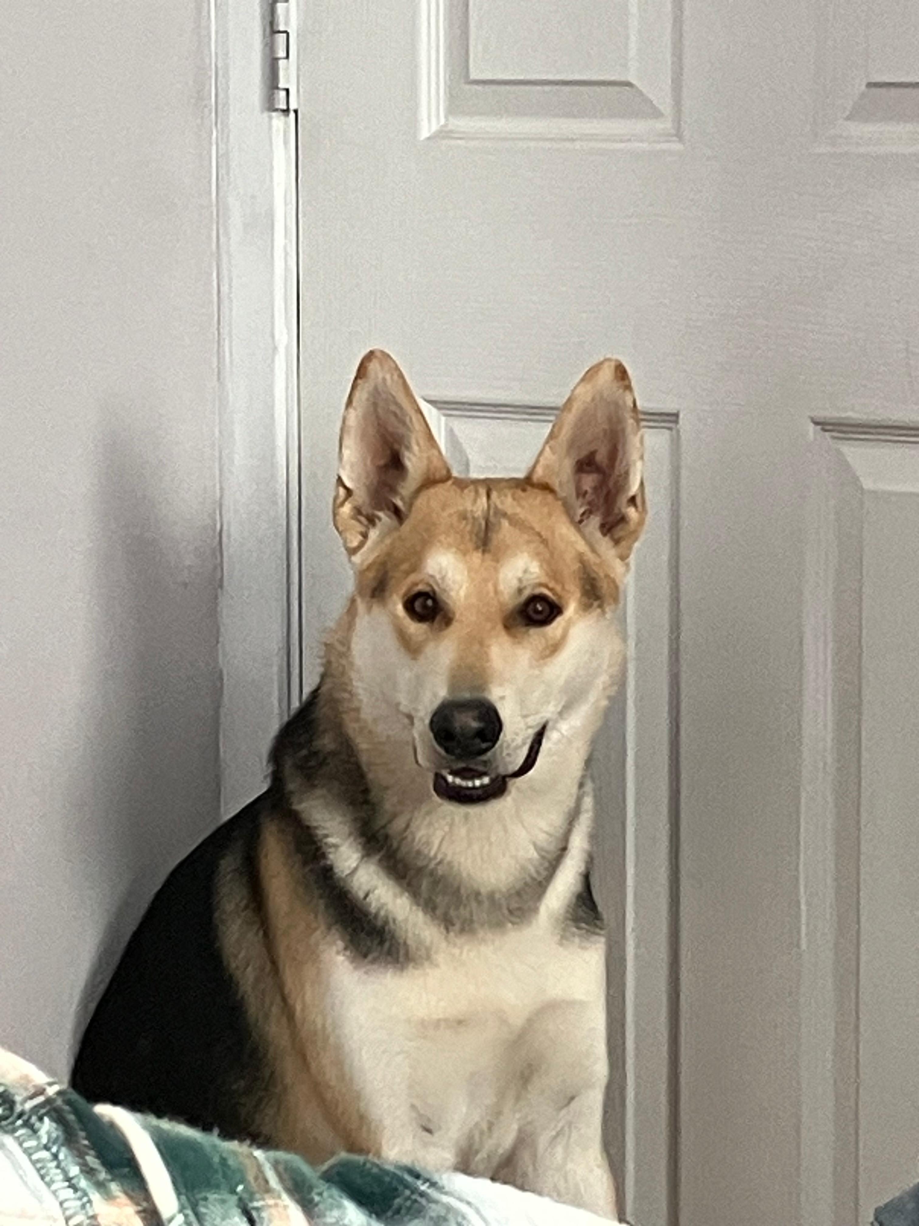 Enlarge Finn, a Adoptable German Shepherd Dog in Coarsegold, CA image 1/6