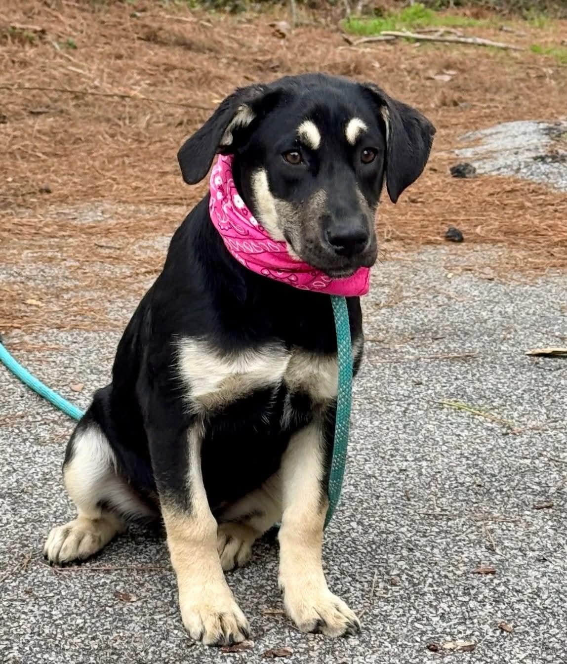 Shorty, ADOPTABLE, Young Female German Shepherd Dog.
