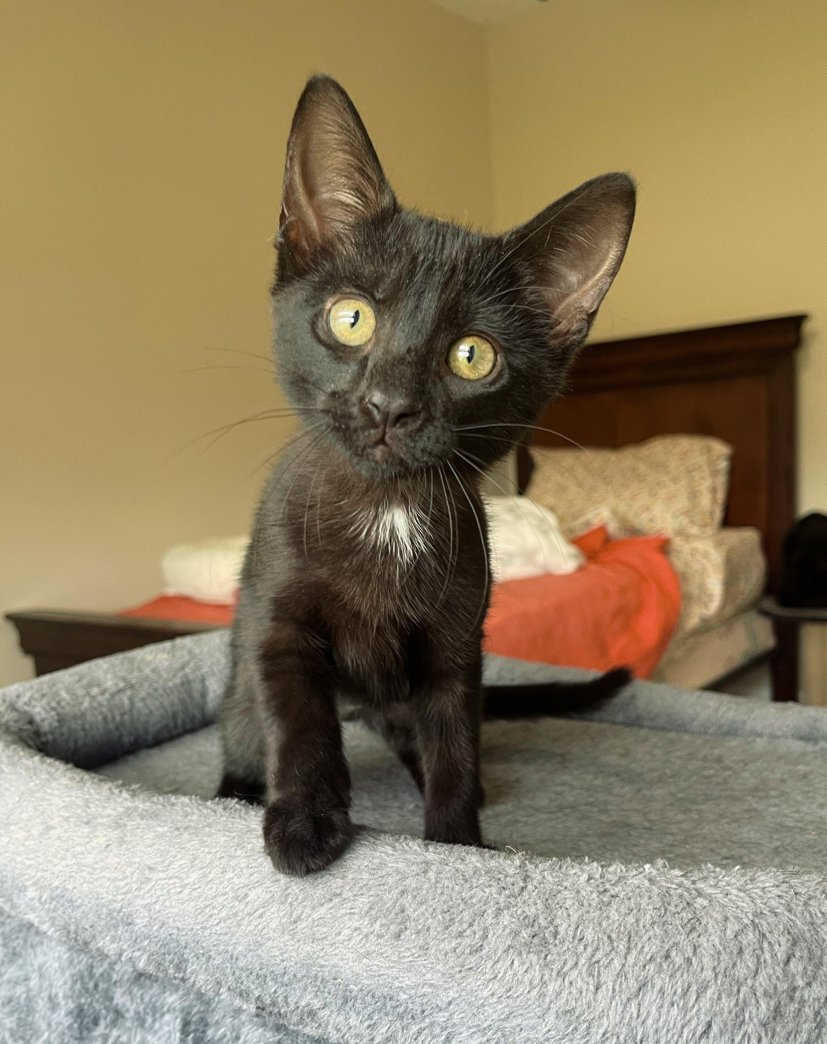 Coral, Baby Female Domestic Short Hair