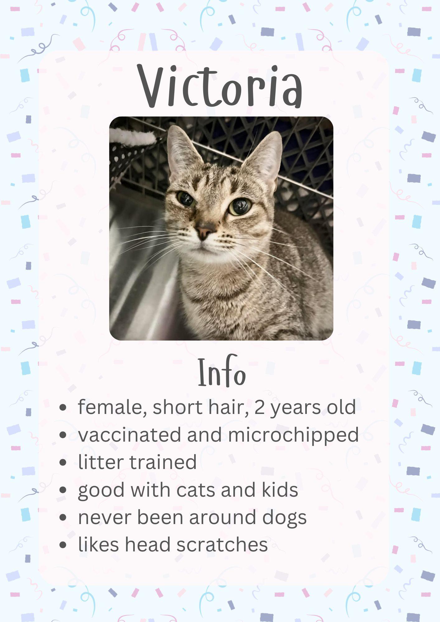Victoria , ADOPTABLE, Adult Female Domestic Short Hair.
